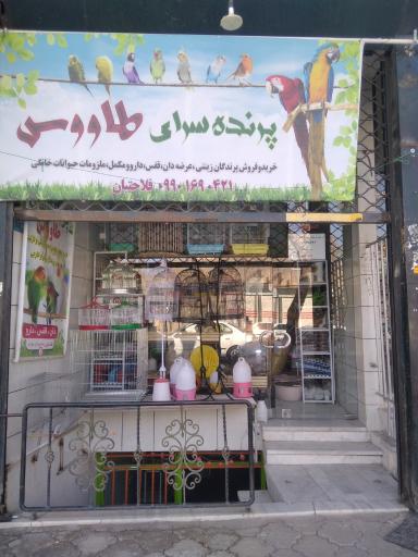 عکس پرنده سرای طاووس 