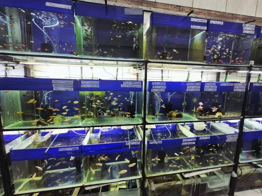 عکس آکواریوم ساحل