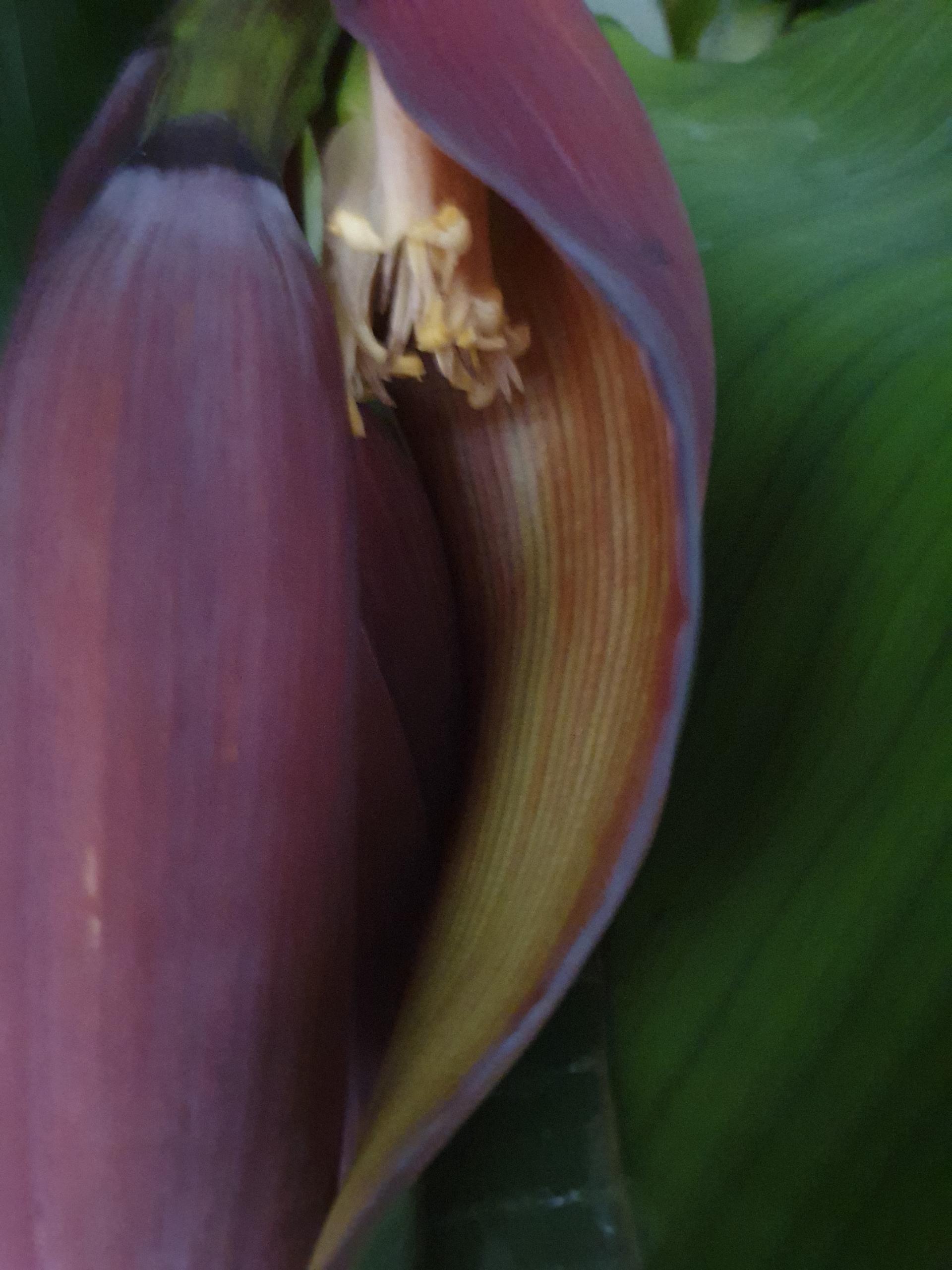 عکس باغ گل سعید حمزه زاده