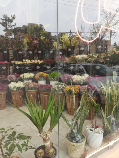 عکس گل سفارت سبز