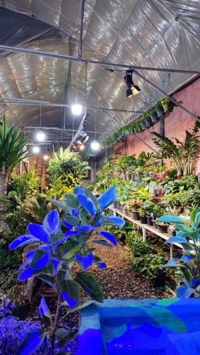 عکس گلخانه آسمان سبز