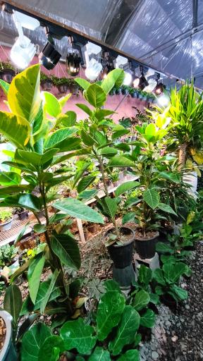 عکس گلخانه آسمان سبز