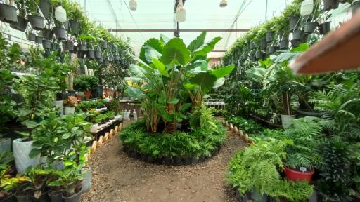 عکس گلخانه آسمان سبز