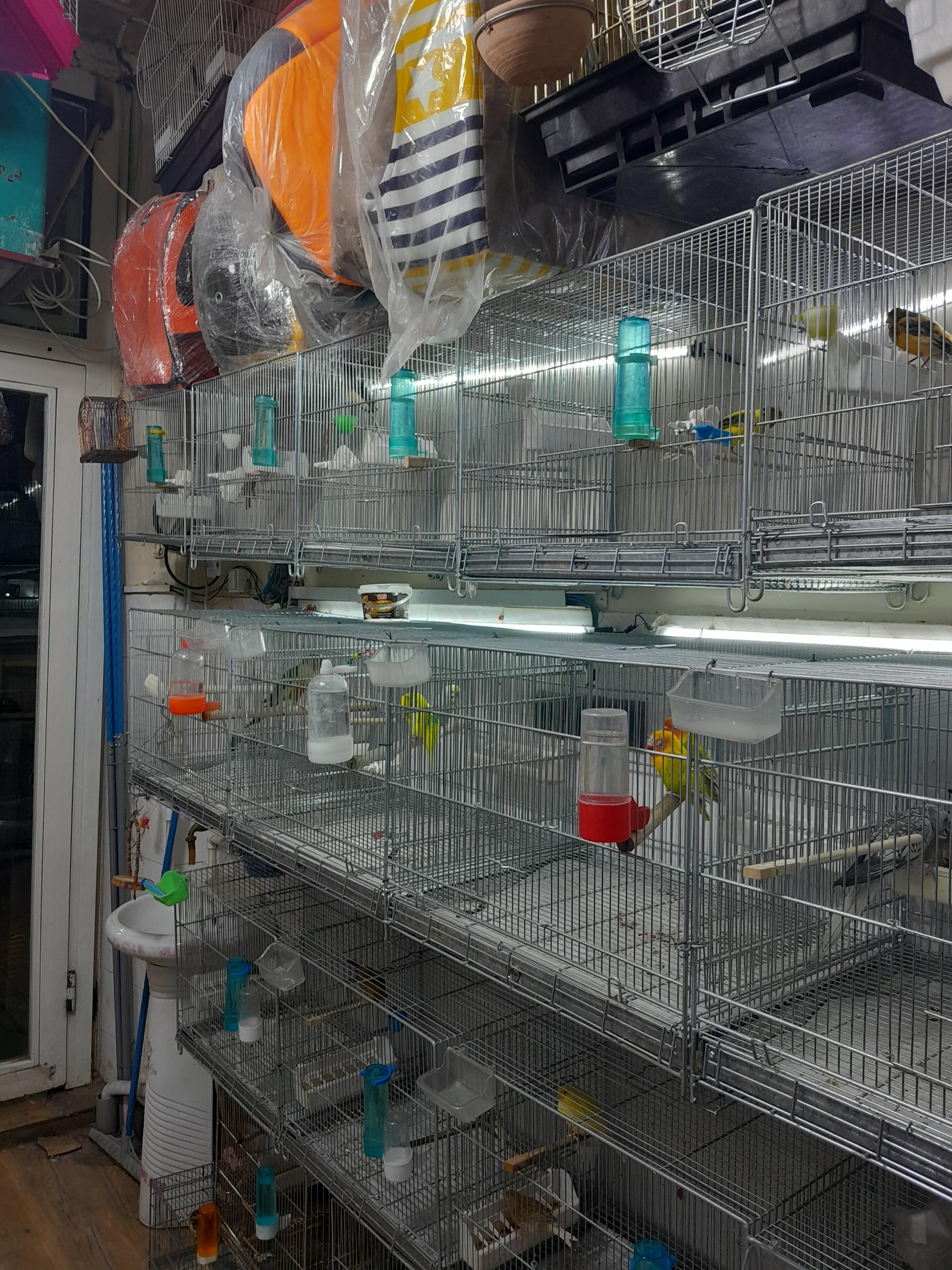 عکس پرنده سرای شاهان