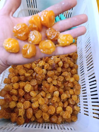 عکس خشکبار مجید