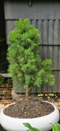 گلخانه آسمان سبز