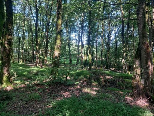 عکس منطقه توریستی گردشگری و تالابهای سوخته کوه