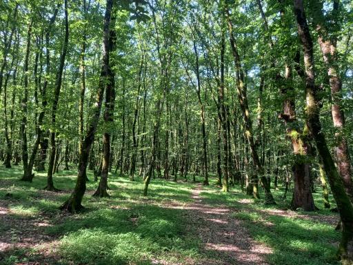 عکس منطقه توریستی گردشگری و تالابهای سوخته کوه