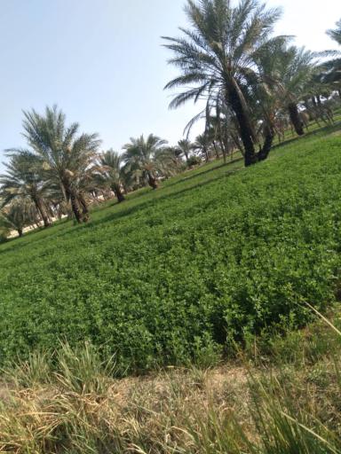 کهوروئیه