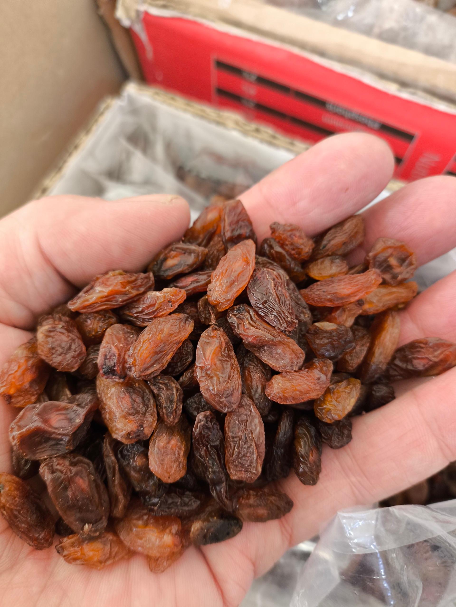 عکس پخش کشمش عابد