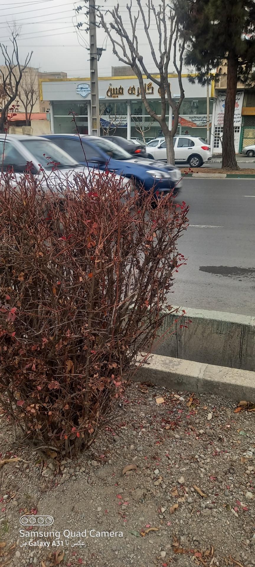 عکس اتوگالری مبین