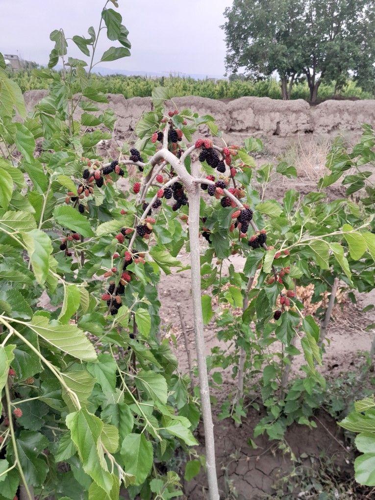 عکس نهالستان اکبری