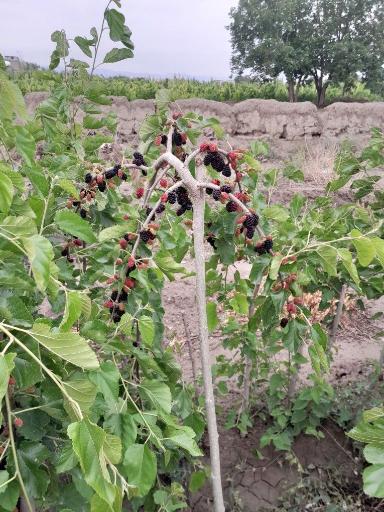 عکس نهالستان اکبری