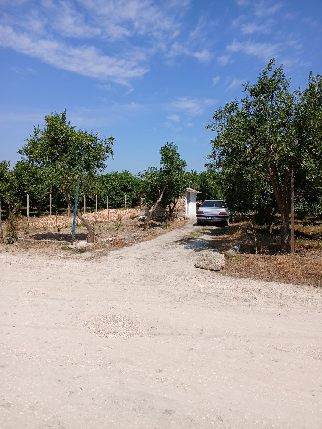 عکس باغ مرکبات فخاریان