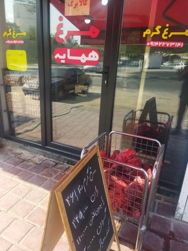 عکس مرغ همسایه 