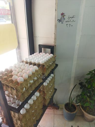 عکس مرغ همسایه 