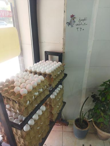 عکس مرغ همسایه 