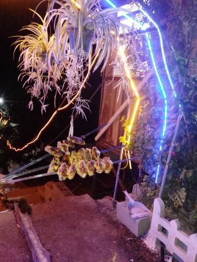 عکس کافه بامبو