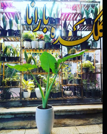 گلکده بارانا