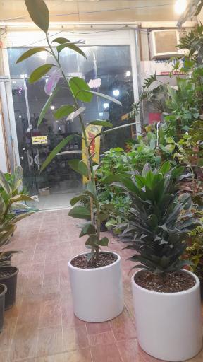 عکس گلکده بارانا