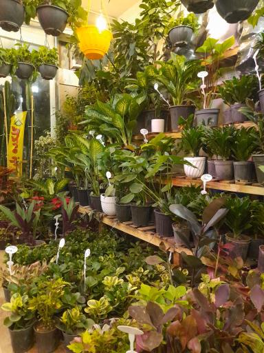 عکس گلکده بارانا