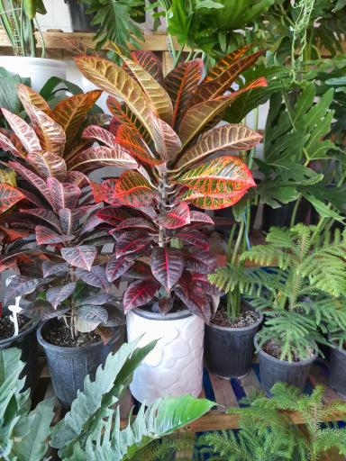 عکس گلکده بارانا