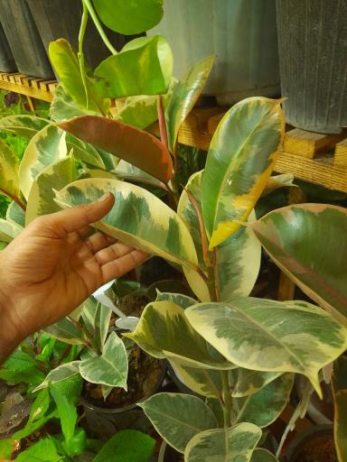 گلکده بارانا