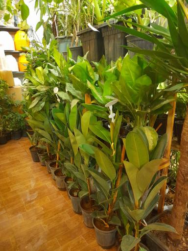 گلکده بارانا