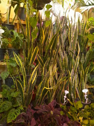 گلکده بارانا