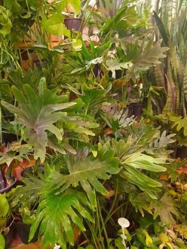 گلکده بارانا