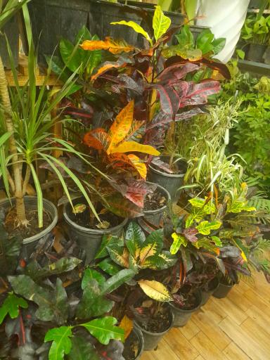 گلکده بارانا