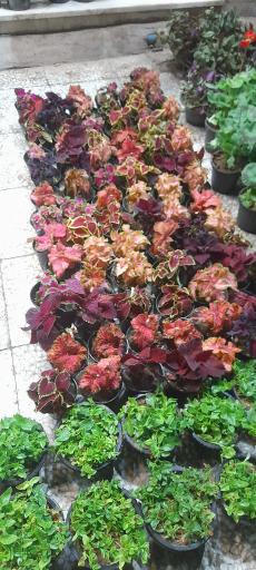 گلکده بارانا