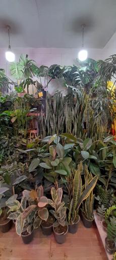 گلکده بارانا