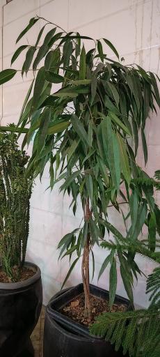 عکس گلسرای ماندگار 