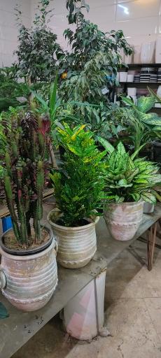 عکس گلسرای ماندگار 