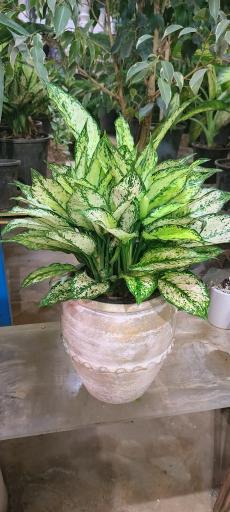 عکس گلسرای ماندگار 