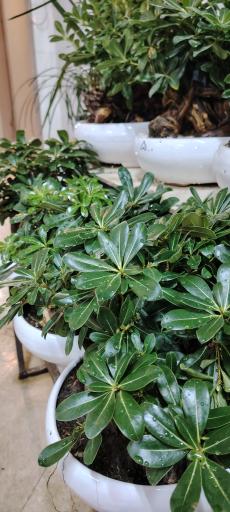 عکس گلسرای ماندگار 