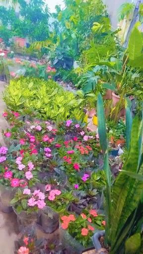 عکس صنعت گل و گیاه کشاری