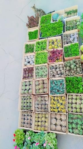 صنعت گل و گیاه کشاری