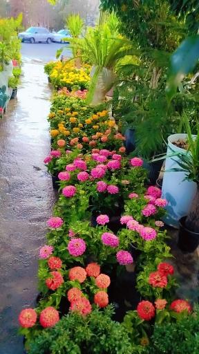 صنعت گل و گیاه کشاری