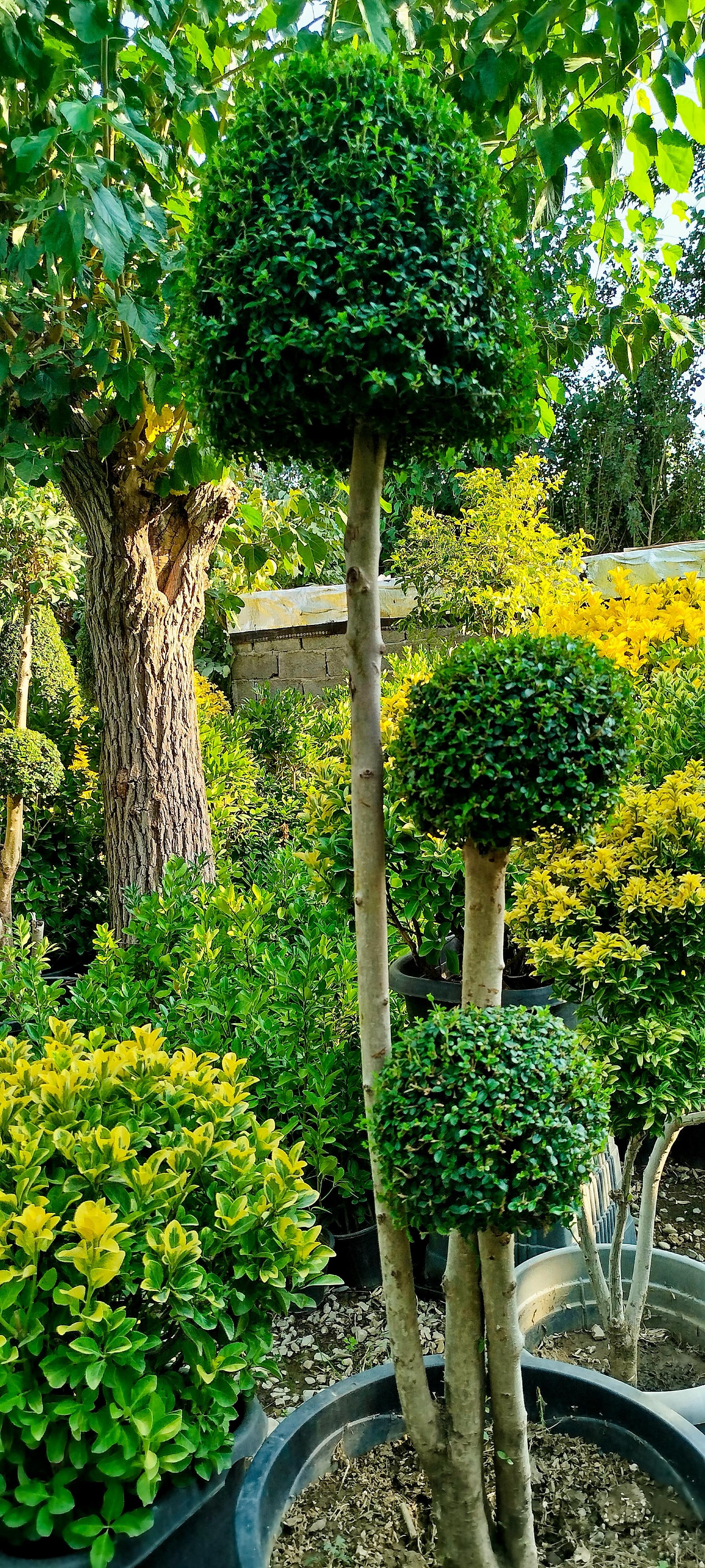 عکس صنعت گل و گیاه کشاری