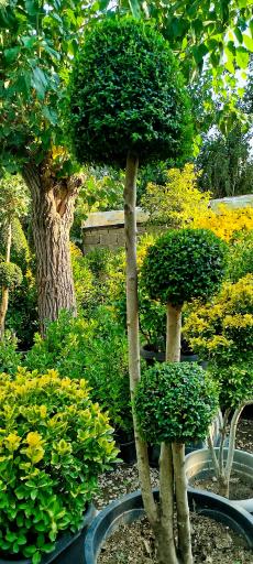 صنعت گل و گیاه کشاری