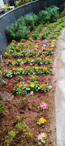 صنعت گل و گیاه کشاری