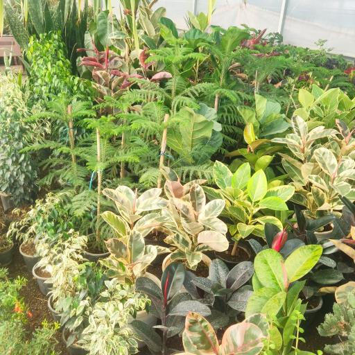 عکس کافه گل دنیای خار