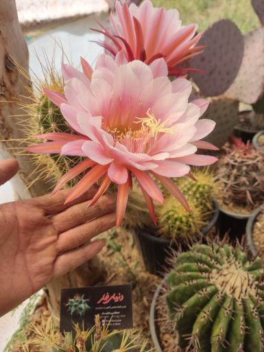 عکس کافه گل دنیای خار