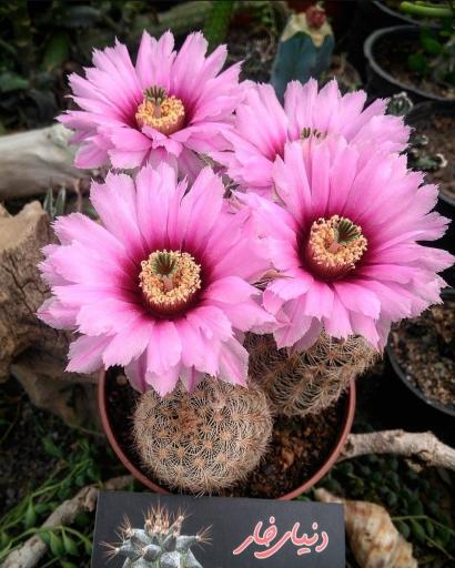 عکس کافه گل دنیای خار