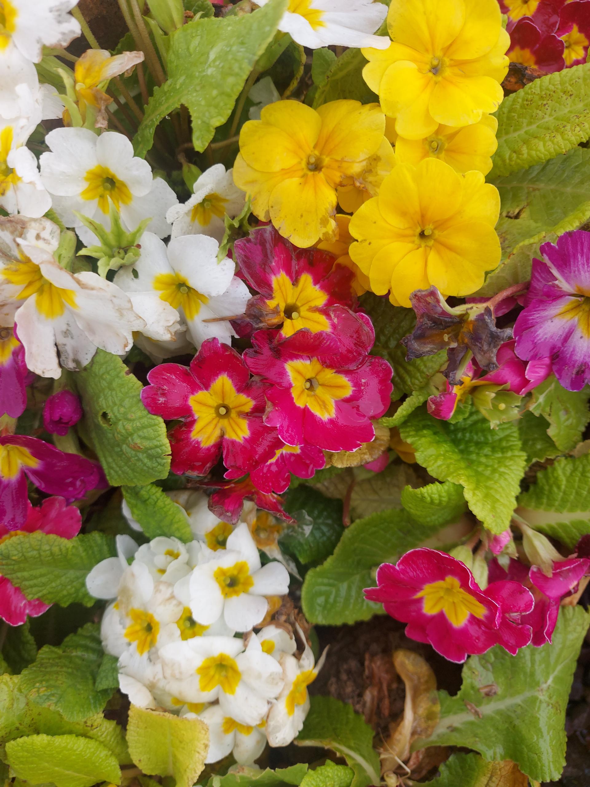 عکس گلسازی باغچه