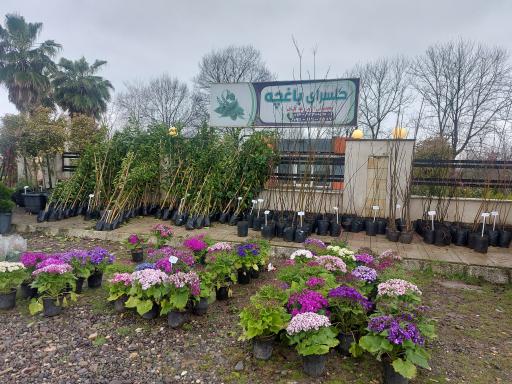 عکس گلسازی باغچه