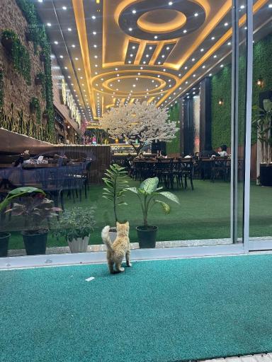 عکس کافه فست فود امارات