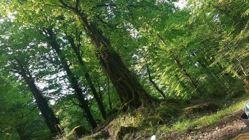 عکس کلارآباد